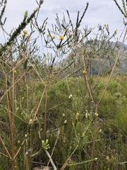 Liparia hirsuta