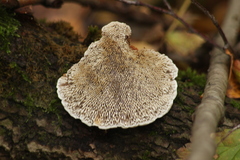 Daedaleopsis confragosa