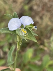 Commelina livingstonii