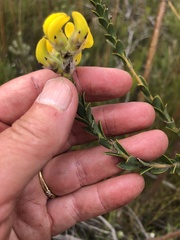 Liparia hirsuta
