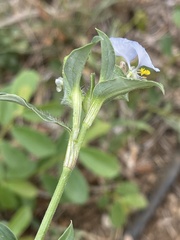 Commelina livingstonii