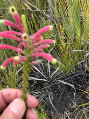 Erica densifolia