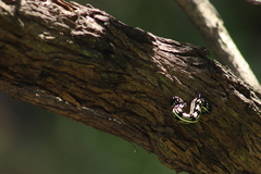 Acronyctodes mexicanaria