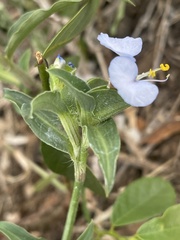 Commelina livingstonii
