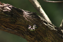 Acronyctodes mexicanaria