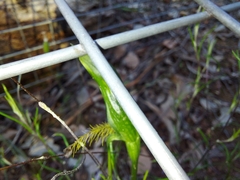 Pterostylis plumosa