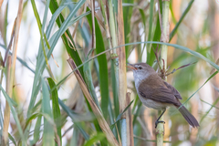 Acrocephalus gracilirostris