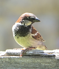 Passer domesticus × italiae