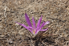 Colchicum montanum