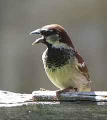 Passer domesticus × italiae