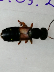 Staphylinus erythropterus