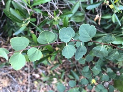 Spiraea blumei