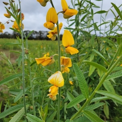 Crotalaria juncea