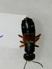 Staphylinus erythropterus