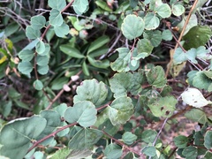 Spiraea blumei