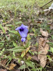 Torenia siamensis