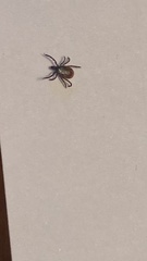 Ixodes scapularis