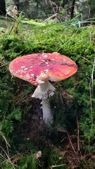 Amanita muscaria