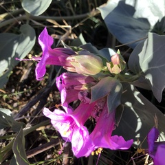 Mirabilis multiflora pubescens