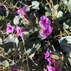 Mirabilis multiflora pubescens