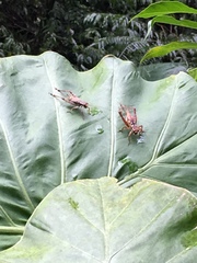 Cardiodactylus guttulus