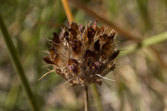 Trifolium cyathiferum