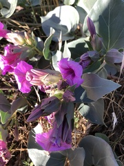 Mirabilis multiflora pubescens