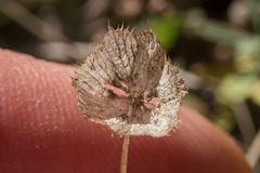 Trifolium cyathiferum