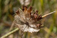 Trifolium cyathiferum