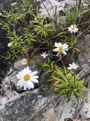 Osmitopsis osmitoides