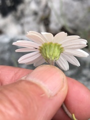 Osmitopsis osmitoides