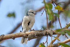 Cyanistes cyanus