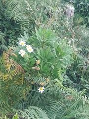 Argyranthemum pinnatifidum image