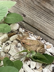 Anaxyrus americanus charlesmithi