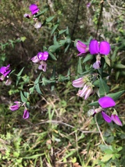 Polygala fruticosa