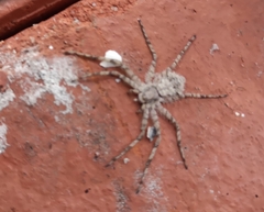 Philodromus margaritatus