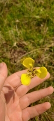 Moraea bellendenii