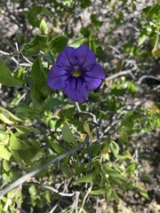 Ruellia californica peninsularis