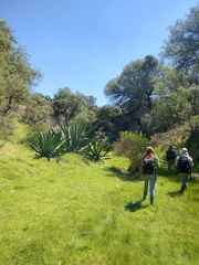 Agave
