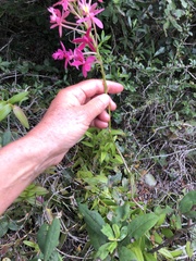 Epidendrum × obrienianum