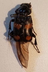 Nicrophorus orbicollis