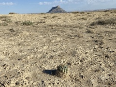 Sclerocactus wrightiae