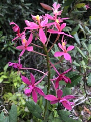 Epidendrum × obrienianum