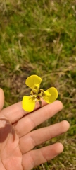 Moraea bellendenii