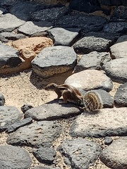 Atlantoxerus getulus