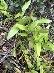 Epidendrum × obrienianum