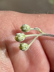 Bahiopsis microphylla