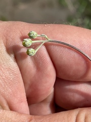 Bahiopsis microphylla