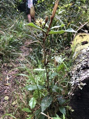 Trichocladus crinitus