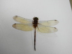 Zyxomma petiolatum